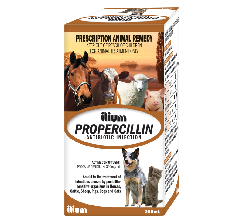 What Is Penicillin Used For In Dogs